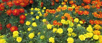 marigold flowers