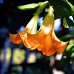 Brugmansia flowers