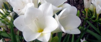 Freesia flowers