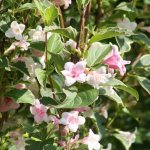 Bush flowers