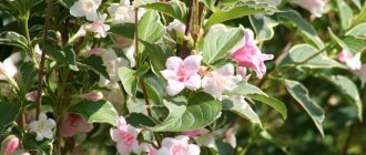 Bush flowers