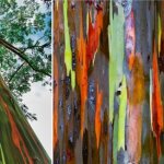 Rainbow eucalyptus flowers