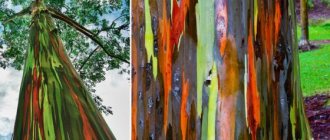 Rainbow eucalyptus flowers