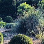 Ornamental feather grass