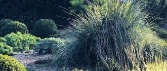 Ornamental feather grass