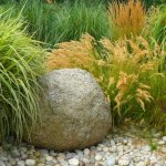 Ornamental grass - application in landscape design