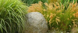 Ornamental grass - application in landscape design