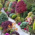 Ornamental plants