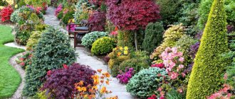 Ornamental plants