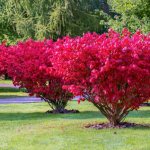 Ornamental shrub Euonymus - plant description, cultivation and care