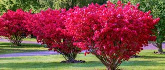 Ornamental shrub Euonymus - plant description, cultivation and care