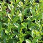 Ornamental shrub privet round-leaved (oval-leaved)