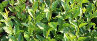 Ornamental shrub privet round-leaved (oval-leaved)