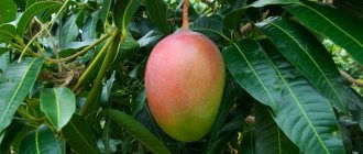 Mango tree - what does it look like and bloom, is it possible to grow their seeds, how to plant and care for them correctly?