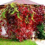 Maiden grapes are used to create hedges and arches