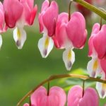 Dicentra (“broken heart”): rules for planting, growing and care