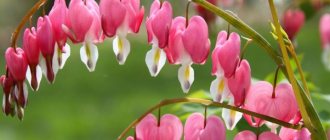 Dicentra (“broken heart”): rules for planting, growing and care