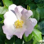 Wild rose briar