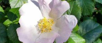 Wild rose briar