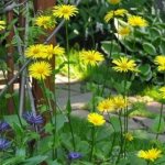 Doronicum photo