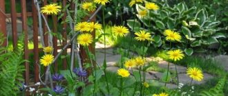 Doronicum photo