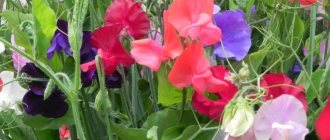 perennial sweet pea planting and care photo