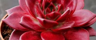 Echeveria red