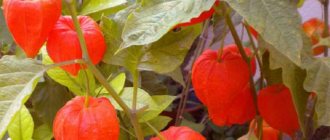 exotic plant physalis