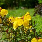 Evening primrose