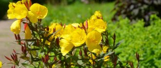 Evening primrose