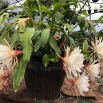 Epiphyllum oxypetalum. Photo 