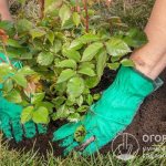 If you plan to plant perennial flowers in the fall, before winter, it is important that they have time to take root before the onset of persistent frosts