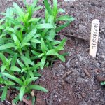 tarragon tarragon