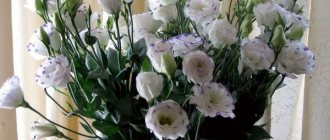 eustoma