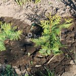 Phytovtora thuja - a dangerous fungal disease