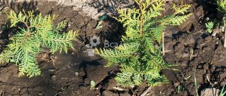 Phytovtora thuja - a dangerous fungal disease