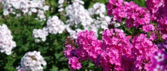 Phlox paniculata