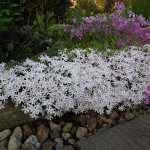 phlox subulate