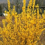 Forsythia