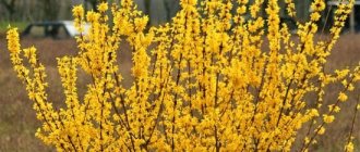 Forsythia