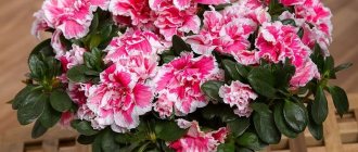 Photo of oazaleas in a pot