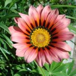 Photo of African daisy