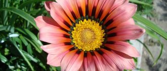 Photo of African daisy