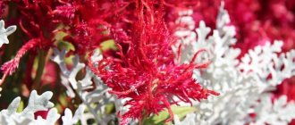 Photo of astilbe