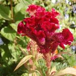 Photo of Celosia