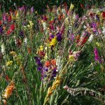 Photo of gladiolus or fennel flowers in a field