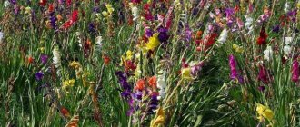 Photo of gladiolus or fennel flowers in a field