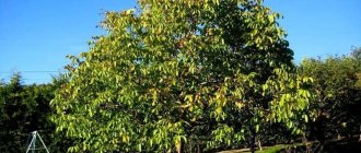 Photo of walnut tree