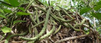 Photo of an epiphytic cactus in a tropical forest