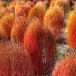 Photo of red kochia